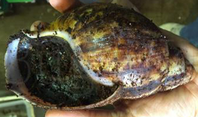 Archachatina Marginata Ovum (Extra Large 12/15cm)... 1 Left