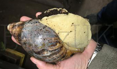 Archachatina Marginata Suturalis (albino Flesh)