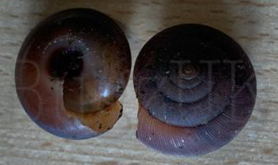 Ariophantidae Sp