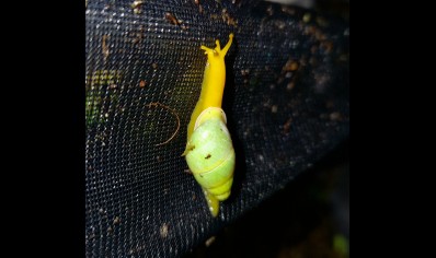 Edentulina martensi - Edentulina Obese Snail *special offer*