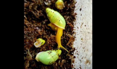 Edentulina martensi - Edentulina Obese Snail *special offer*