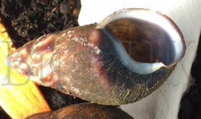 Pseudachatina Cfr Connectens Colorata