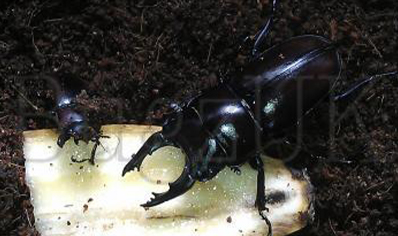 Prosopocoilus Senegalensis