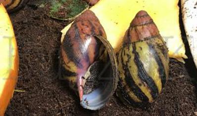 Red Tip Yellow Snail