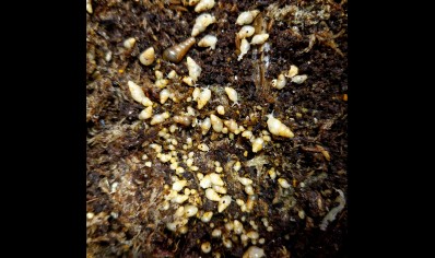 Rumina Decollata babies 0 - 2 cm (C/B by BugzUK)