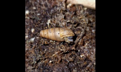 Rumina Decollata babies 0 - 2 cm (C/B by BugzUK)