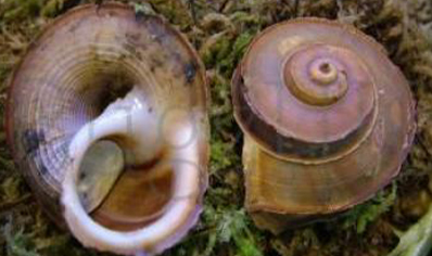 Tropidophora Cuveriana