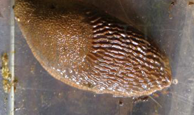 2:Brown Slug