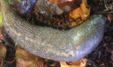 2:Grey Slug