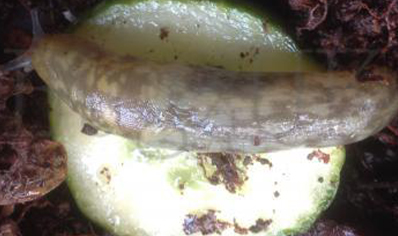 2:Limax Flavus