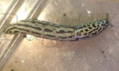 2:Limax Maximus