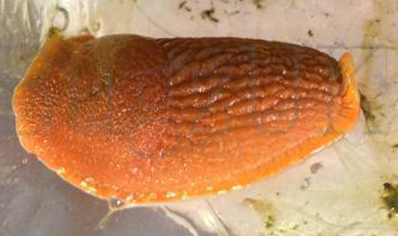 2:Orange Slug