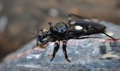 Platymeris biguttatus - White Spot Assassin Bug (CB by BugzUK) pack of 4
