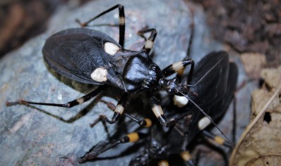 Platymeris biguttatus - White Spot Assassin Bug (CB by BugzUK) pack of 4