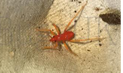 Psytalla horrida - Horrid King Assassin bug (CB by BugzUK)