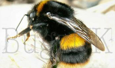 Bees : Bombus Terrestris Audax (seasonal)