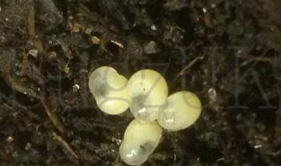 Earwigs : Anisolarbis Littorea