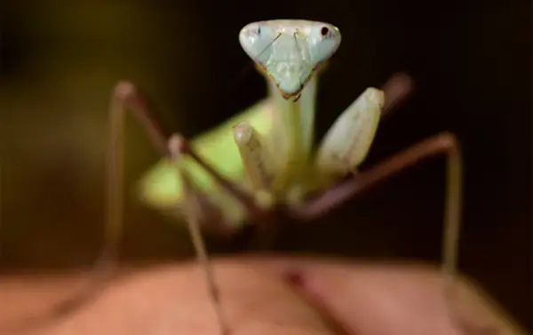 Bug